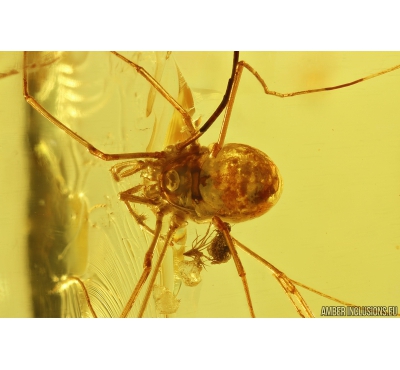Nice Harvestman, Opiliones. Fossil inclusion in Baltic amber #8176
