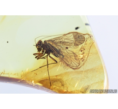 Psocid, Psocoptera. Fossil insect in Baltic amber #8177