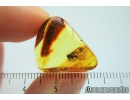 Psocid, Psocoptera. Fossil insect in Baltic amber #8177