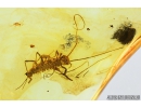 House Centipede , Scutigeridae. Fossil inclusion in Baltic amber #8178