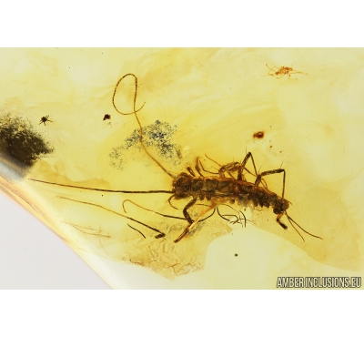 House Centipede , Scutigeridae. Fossil inclusion in Baltic amber #8178