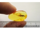 Stonefly, Plecoptera. Fossil insect in Baltic amber #8179