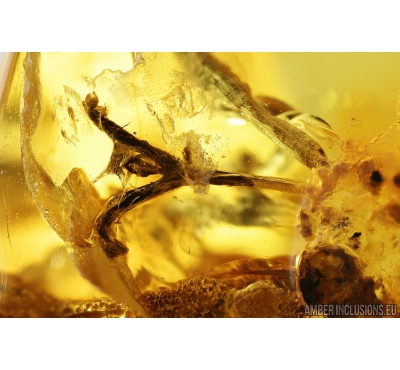 Plant and caddisfly. Fossil inclusions in Baltic amber #8181