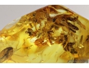 Plant and caddisfly. Fossil inclusions in Baltic amber #8181