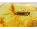 Plant and caddisfly. Fossil inclusions in Baltic amber #8181