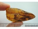 Big 57mm! Leaf Print. Fossil inclusion in Baltic amber #8182