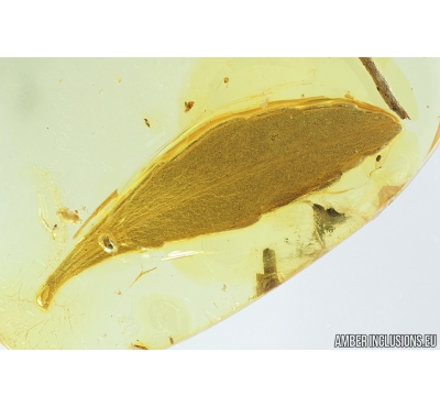 Rare Big Leaf 20mm! Fossil inclusion in Baltic amber #8183