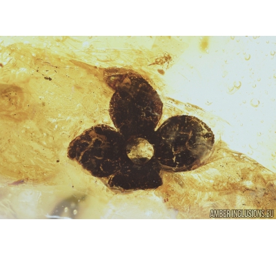 Nice Flower. Fossil inclusion in Baltic amber #8184