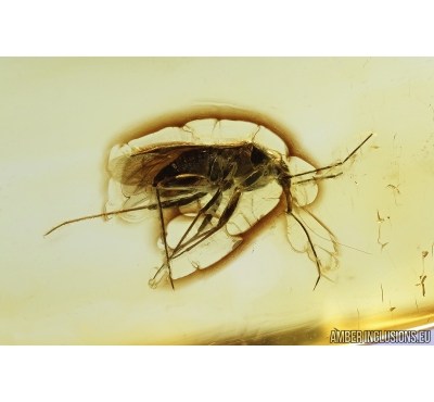 Nice Bug, Heteroptera. Fossil insects in Baltic amber #8187