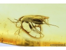 Nice Bug, Heteroptera. Fossil insects in Baltic amber #8187