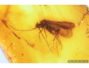 Very Nice Caddisfly, Trichoptera. Fossil insect in Baltic amber stone #8189