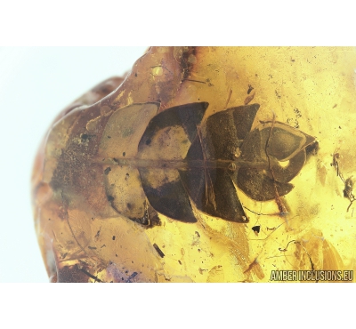 Very nice, Rare Fern. Fossil inclusion in Baltic amber #8190