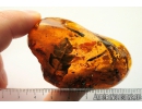 Very nice, Rare Fern. Fossil inclusion in Baltic amber #8190