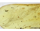 Mammalian hair. Fossil inclusion in Baltic amber #8191