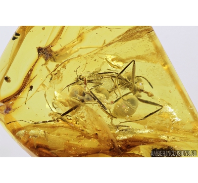 Two Ants and Cricket. Fossil inclusions in Baltic amber stone #8192