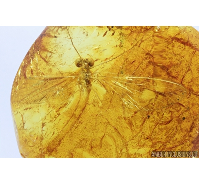 Nice Mayfly, Ephemeroptera. Fossil insect in Baltic amber stone #8194