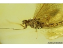 Nice Mayfly, Ephemeroptera. Fossil insect in Baltic amber stone #8195