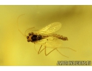 Nice Mayfly, Ephemeroptera. Fossil insect in Baltic amber stone #8195