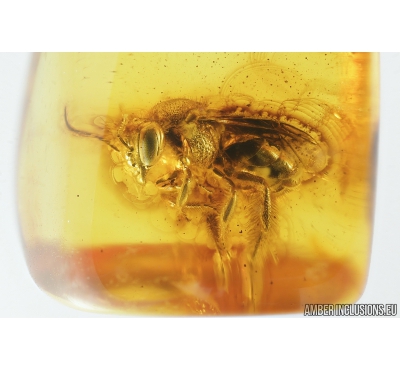 Very nice Honey Bee, Apoidea. Fossil insect in Baltic amber #8196