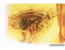 Very nice Honey Bee, Apoidea. Fossil insect in Baltic amber #8196