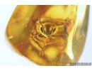 Very nice Honey Bee, Apoidea. Fossil insect in Baltic amber #8196