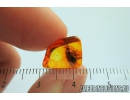 Very nice Honey Bee, Apoidea. Fossil insect in Baltic amber #8196