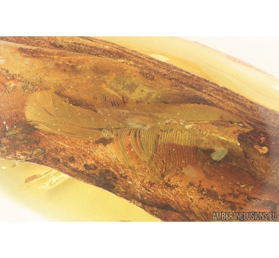 Very Nice, Big Feather, Aves. Fossil iclusion in Baltic amber #8197