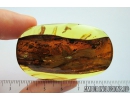Very Nice, Big Feather, Aves. Fossil iclusion in Baltic amber #8197