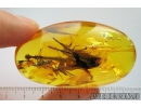 Very Nice, Big Four Feathers, Aves. Fossil inclusions in Baltic amber #8198