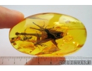 Very Nice, Big Four Feathers, Aves. Fossil inclusions in Baltic amber #8198