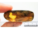 Very Nice Three Big Feathers, Aves. Fossil inclusions in Baltic amber #8199
