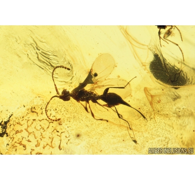 Proctotrupid Wasp Proctotrupidae, Crane Fly Limoniidae and More. Fossil inclusions in Baltic amber #8200a