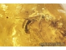 Winged Ant Formicidae and Bristletail Machilidae. Fossil inclusions in Baltic amber #8202a