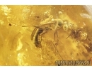 Winged Ant Formicidae: Formica flori and Bristletail Machilidae. Fossil inclusions in Baltic amber #8202a