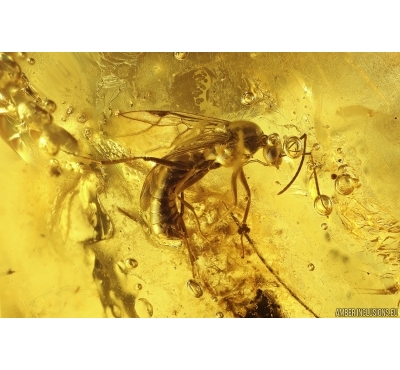 Winged Ant Formicidae: Formica flori and Bristletail Machilidae. Fossil inclusions in Baltic amber #8202a