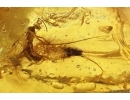 Winged Ant Formicidae: Formica flori and Bristletail Machilidae. Fossil inclusions in Baltic amber #8202a