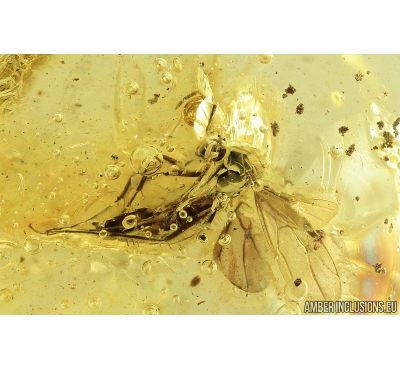 Winged Ant, Formicidae. Fossil inclusion in Ukrainian amber #8203R