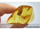 Winged Ant, Formicidae. Fossil inclusion in Ukrainian Rovno amber #8203R
