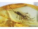 Hymenoptera, Braconidae, Wasp. Fossil insect in Baltic amber #8206a