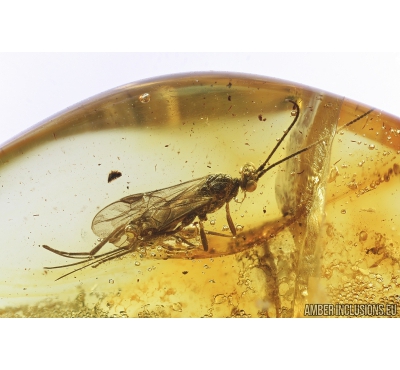 Hymenoptera, Braconidae, Wasp. Fossil insect in Baltic amber #8206a