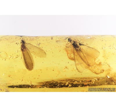 Two Nice Termites, Isoptera. Fossil inclusions in Baltic amber #8206