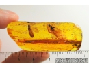 Two Nice Termites, Isoptera. Fossil inclusions in Baltic amber #8206