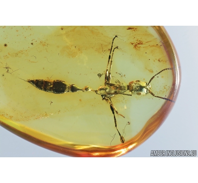 Rare Ant, Formicidae. Fossil inclusion in Baltic amber #8209