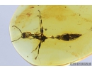 Rare Ant, Formicidae. Fossil inclusion in Baltic amber #8209