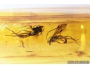 3 Ichneumon Wasps Ichneumonidae and Caddisfly Trichoptera with colored eyes. Fossil insects in Baltic amber #8210