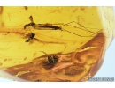 4 Winged Ants Formicidae, Crane Fly Limoniidae and More. Fossil inclusion in Baltic amber #8216