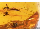 4 Winged Ants Formicidae, Crane Fly Limoniidae and More. Fossil inclusion in Baltic amber #8216