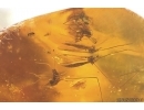 4 Winged Ants: Formicidae ?Gnamptogenys sp., Crane Fly Limoniidae, Spider and More. Fossil inclusions in Dominican amber #8216D
