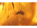 4 Winged Ants: Formicidae ?Gnamptogenys sp., Crane Fly Limoniidae, Spider and More. Fossil inclusions in Dominican amber #8216D