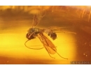 4 Winged Ants: Formicidae ?Gnamptogenys sp., Crane Fly Limoniidae, Spider and More. Fossil inclusions in Dominican amber #8216D
